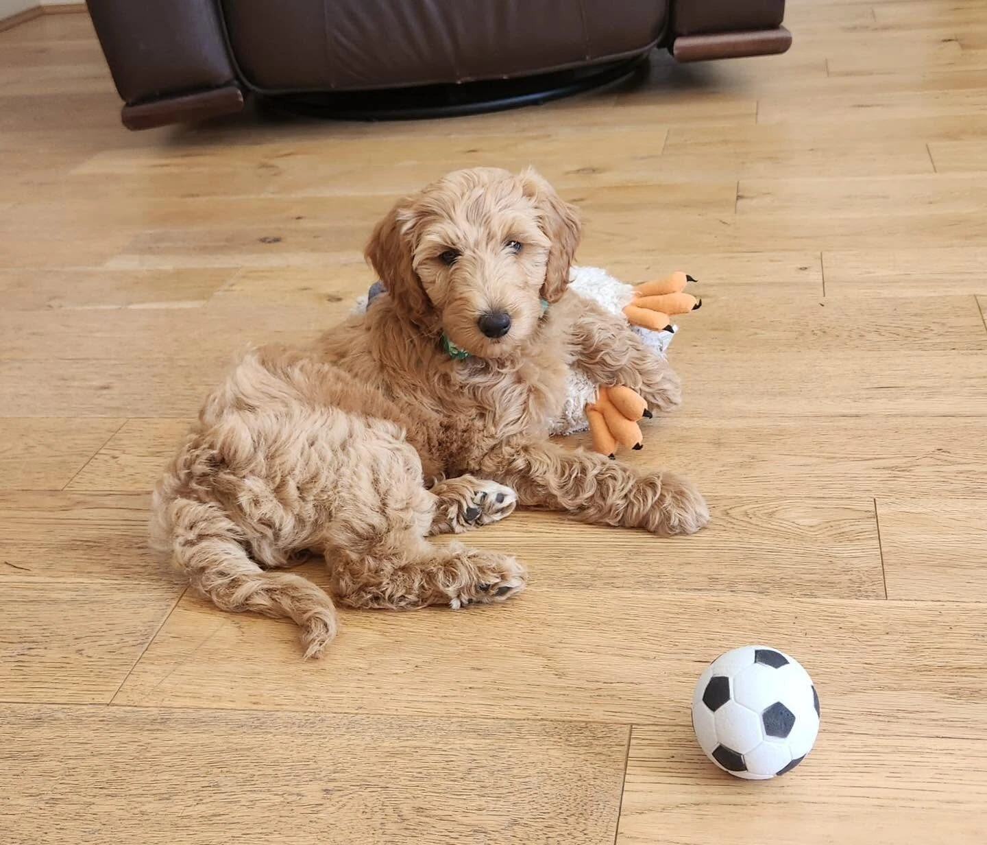 A young goldendoodle puppy lying on a wooden floor with a toy