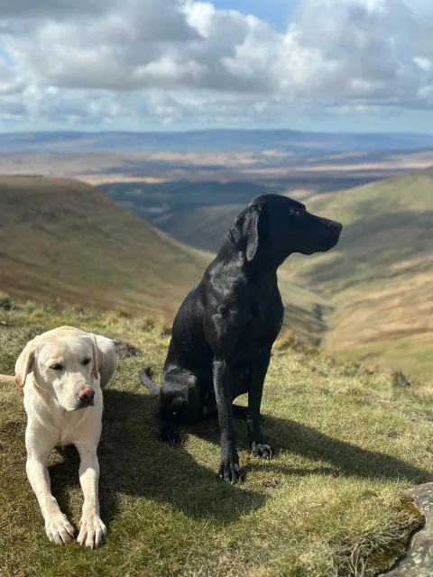 A black Labrador and a white Labrador sitting on a hillside