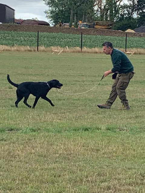 A handler training a black Labrador on a lead in a field
