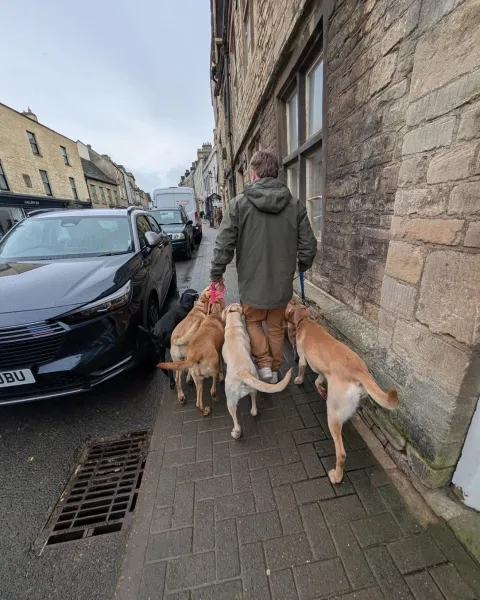 Ashley walking several dogs through Tetbury town centre