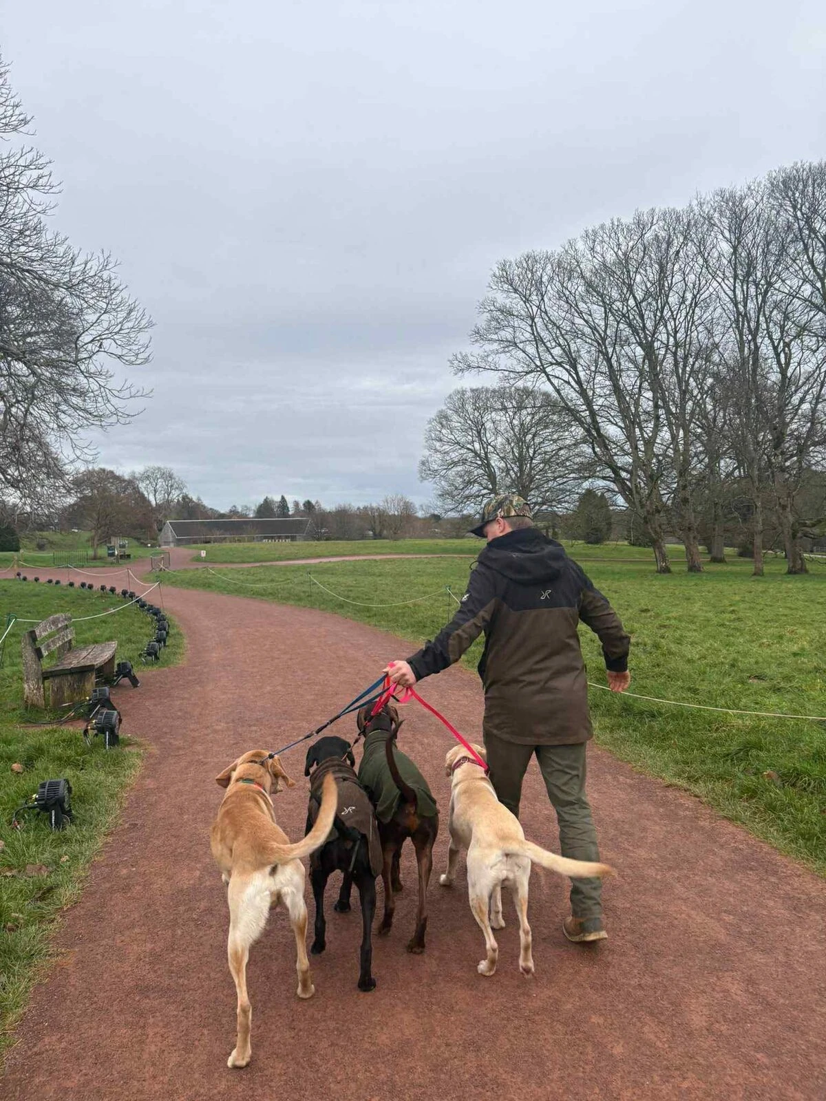 Ashley walking four dogs on loose leads along a park path