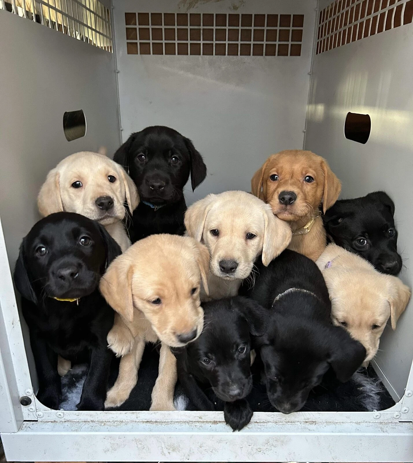 A litter of black and yellow Labrador puppies