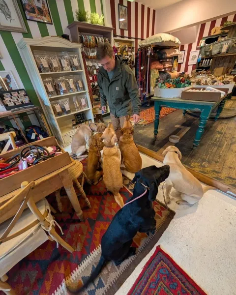 Six dogs sitting calmly inside The Tetbury Pet Shop